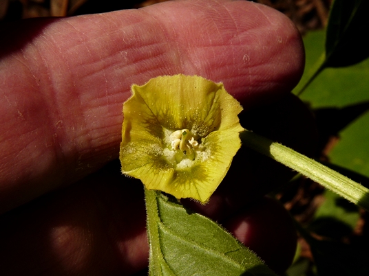 {Physalis virginiana}